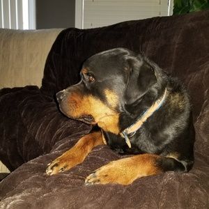 Meet your Posher, Joey